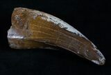 T-Rex Tooth - Excellent Preservation! #5941-5